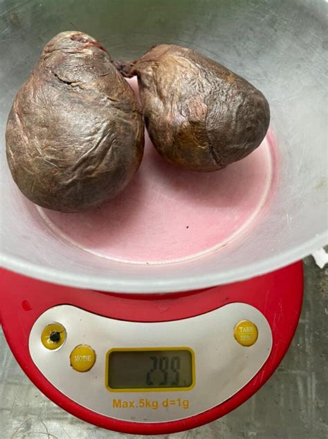 Бобровая струя Медвежья желчь Медвежий жир - Купить бобровую струю от ...