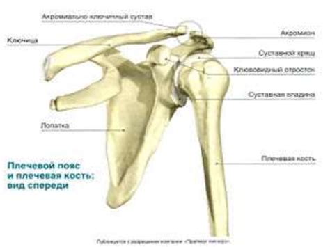 Анатомия и физиология верхних конечностей - презентация онлайн