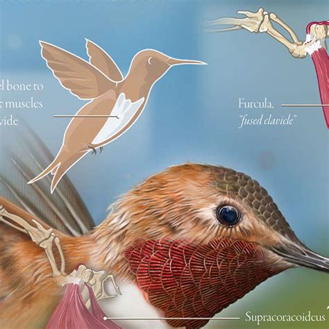 Hummingbird Wing Anatomy :: Behance