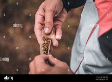 Hands of man rolling joint Stock Photo - Alamy