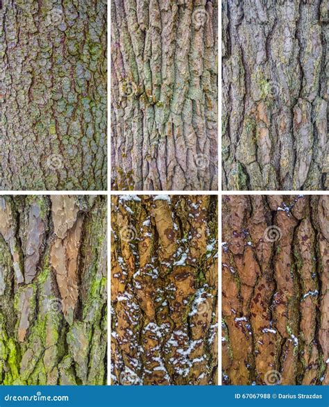 Tree bark texture stock photo. Image of closeup, backgrounds - 67067988