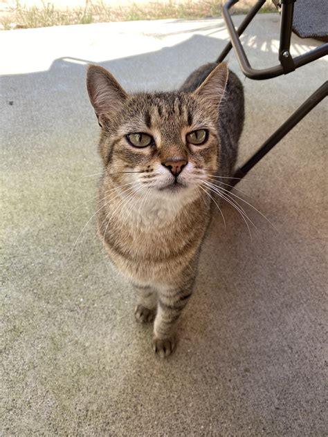There are many like him but this one is mine : r/standardissuecat