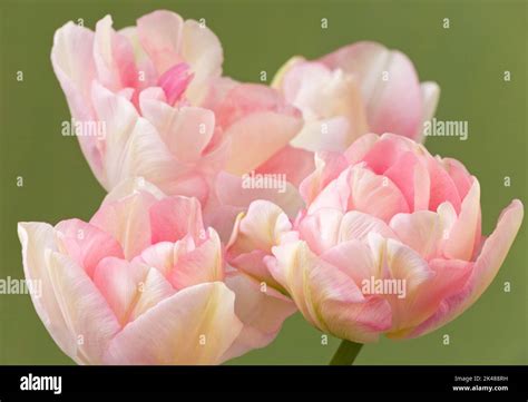 Double tulip peach blossom hi-res stock photography and images - Alamy