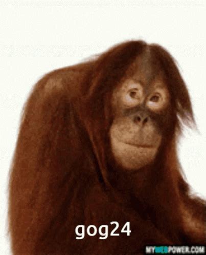 gog monkey gif gog gog monkey discover share gifs