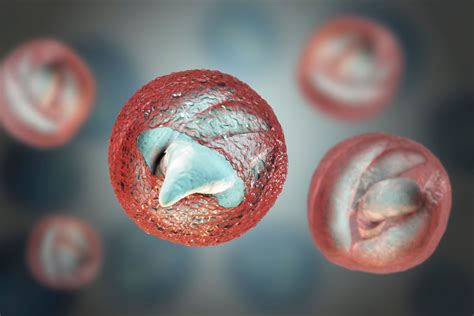 Cryptosporidium Parvum Oocysts - The Native Antigen Company