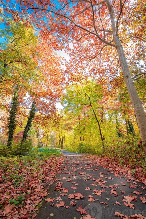 beautiful panoramic autumn forest nature vivid landscape  bright
