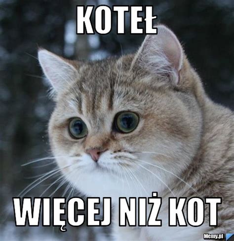 Koteł więcej niż kot - Memy.pl