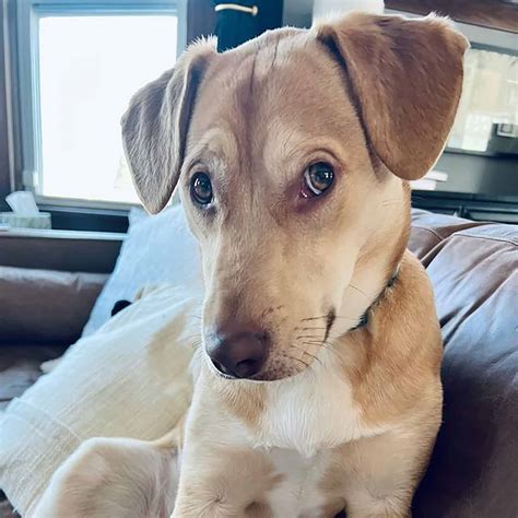 Jack Russell Lab Mix: You Will Adore The Jackador