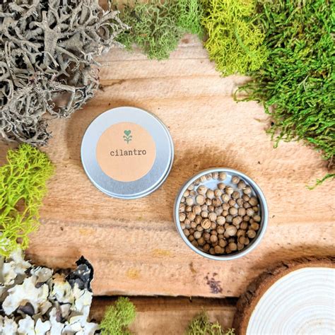 Organic Cilantro Seeds – Plantflix