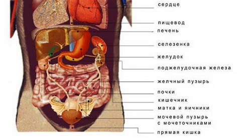 Анатомия желчного пузыря: фото, где находится желчный пузырь у человека