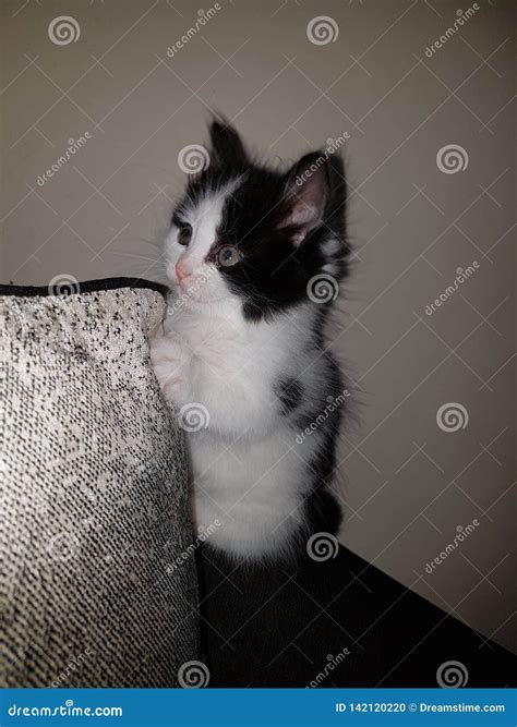 Cute kitty stock photo. Image of kitty, cute, black - 142120220