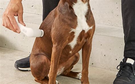 Ryg | Hunde | Veterinær | NOVAFON