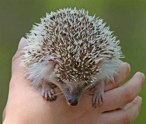 Hedgehg | Stamford Museum & Nature Center