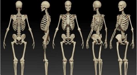 Ossos Mais Fortes Do Corpo Humano - Top 10 maiores ossos do corpo humano