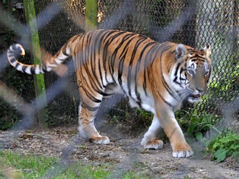 Panthera tigris tigris / Bengal tiger in Howletts Wild Animal Park