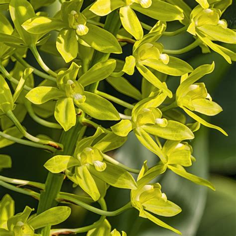 photo   bloom  bell orchid grammatophyllum scriptum posted