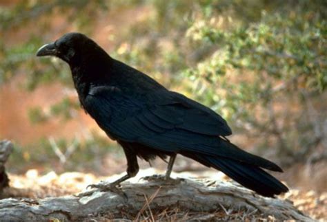 common raven bird britannica