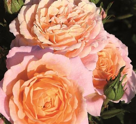 Какво послание ви изпращат розите ? - rosesplants.com