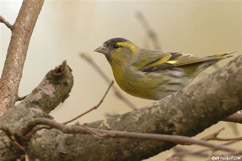 Tarin des aulnes - Carduelis spinus - Claude Ruchet - Photographie ...