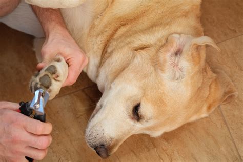 Do Dogs Chew Their Nails at Richard Meagher blog
