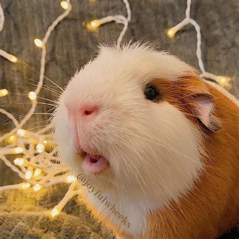 Pin on Cute Guinea Pigs