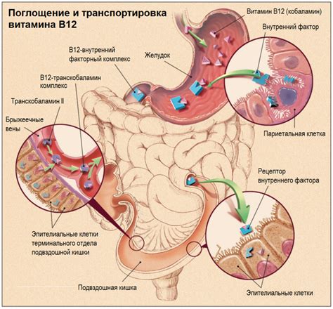 Витамин B12