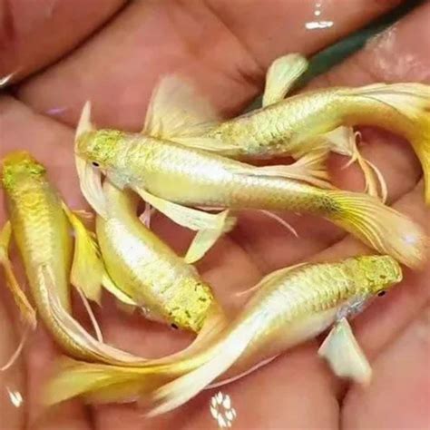 Full Gold Guppy Pair - Buy Aquarium Plants and Aquarium Fishes Online