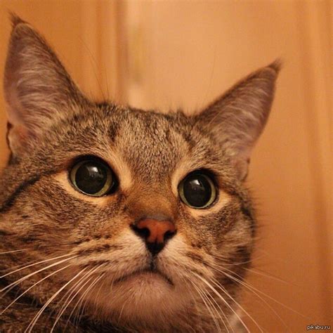 Мой котэ | Пикабу