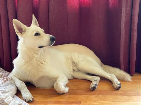 Time for neuter : r/germanshepherds