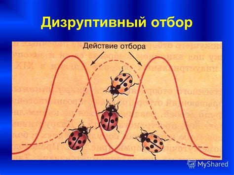 Презентация на тему: "Естественный отбор – это процесс, в результате ...
