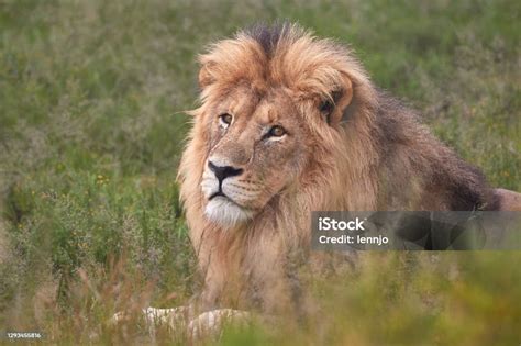 singa jantan besar  taman nasional mountain zebra foto stok