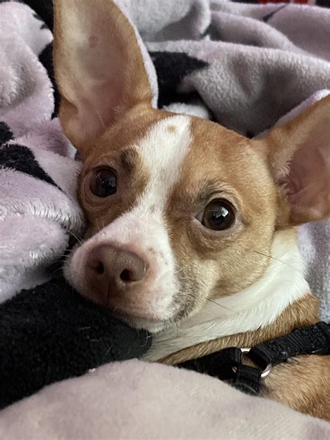Fox Terrier Chihuahua Mix Adopt A Chihuahua (Smooth Coat) Cross Rescue