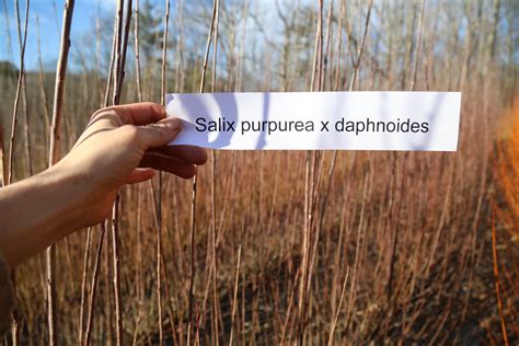 Salix purpurea x daphnoides – Under the Tree Farm