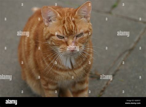 ginger tom cat stock photo alamy