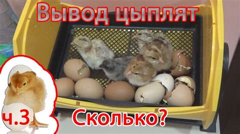 Инкубация куриных яиц | Все этапы | Часть 3 | ЕвроФерма - YouTube