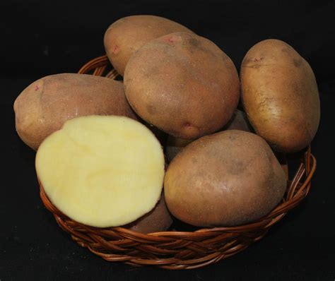 Сорта картофеля - Жуковский ранний Голубизна Никулинский