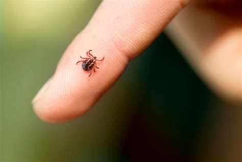 Tick-borne illness babesiosis is spreading in the US, CDC report shows