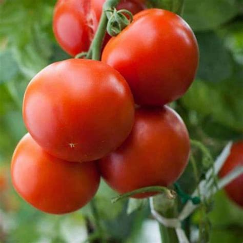 Buy Tomato Seeds online from Nurserylive at lowest price.