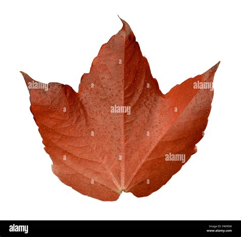 isolated orange leaf leaf stock photo alamy