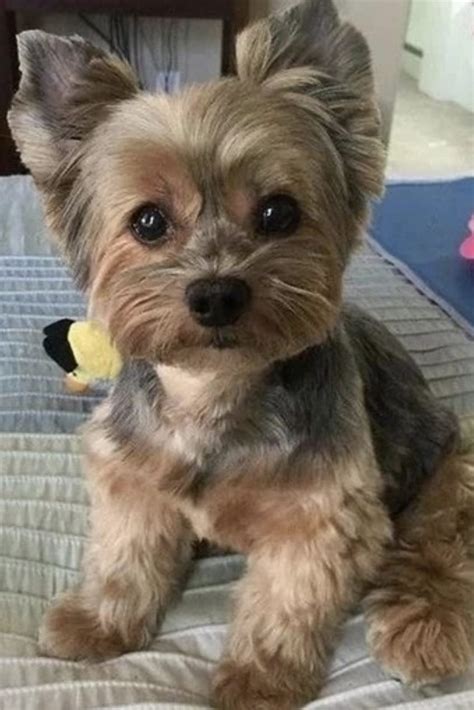 Yorkie Size Guide (Micro, Teacup, Toy, Mini & Standard)