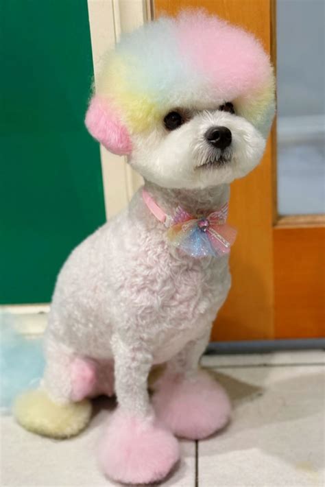 15 Bichon Frise Haircut Styles (With Pictures!)