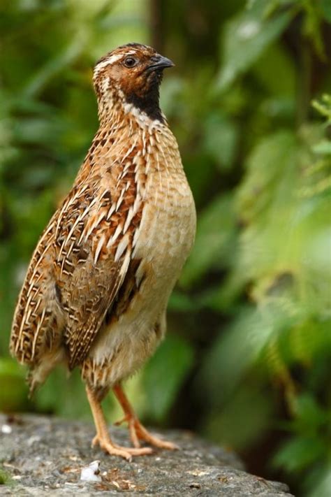 5 of The Most Common Quail Breeds for Homesteaders and Which is Right ...