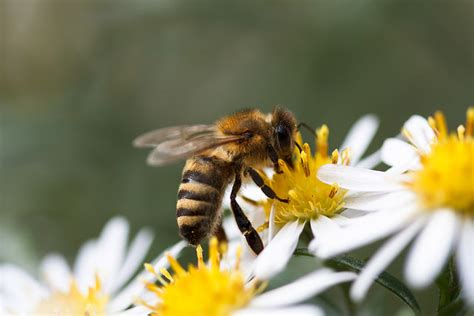 How does a bee see the world? Find out at the University of Bristol ...