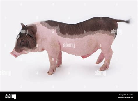 Pig side view Stock Photo - Alamy