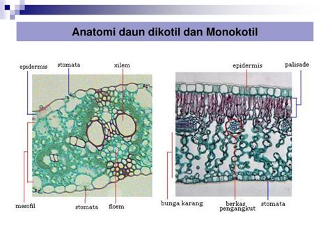 struktur daun powerpoint    id