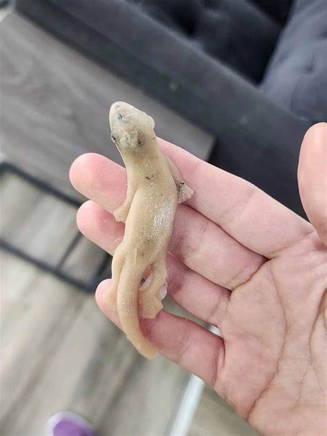 how do you gecko biting fast 3