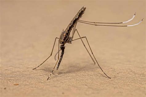 Discover 7 Types of Mosquitoes in Alabama - A-Z Animals