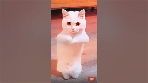#Веселый кот ''Зефир воздушный'' - YouTube