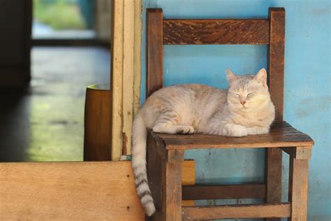 Free Images : kitten, blue, vertebrate, small to medium sized cats, cat