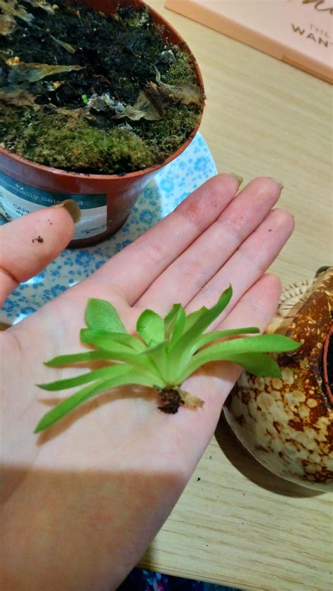 No idea if my butterwort is very happy or about to die : r